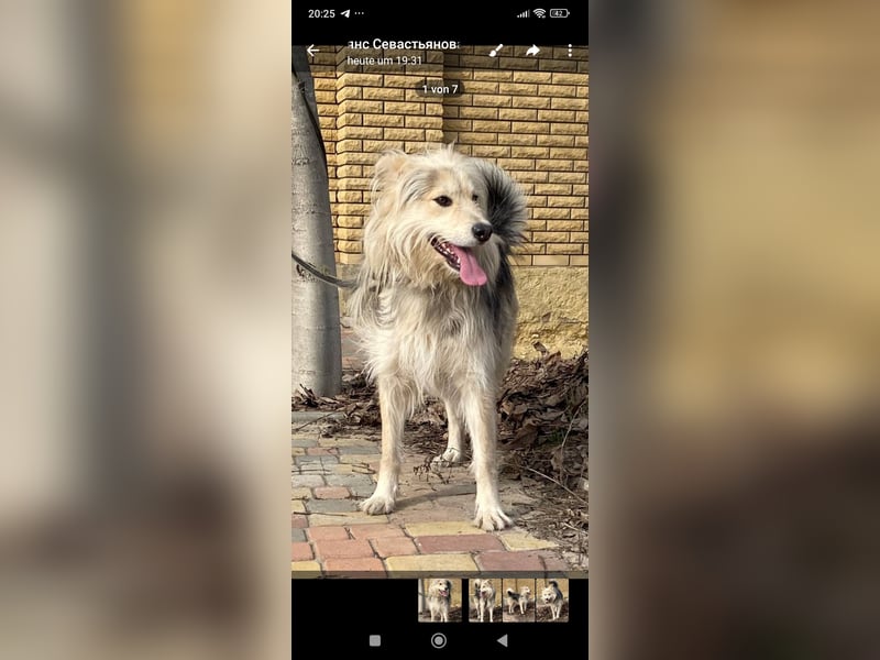 Wally sucht sein Für -immer -Zuhause ❤️❤️❤️❤️