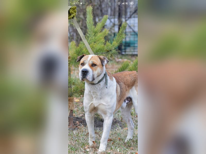 Boss - ein sanfter, treuer Hund sucht endlich wieder Liebe und Geborgenheit