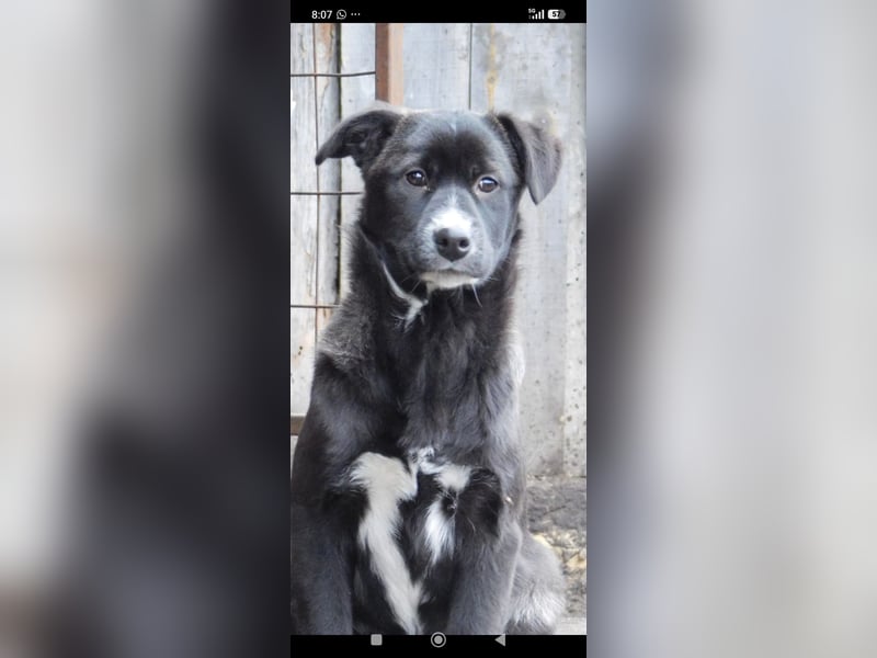 Lilly  sucht ihr Für -immer -Zuhause ❤️