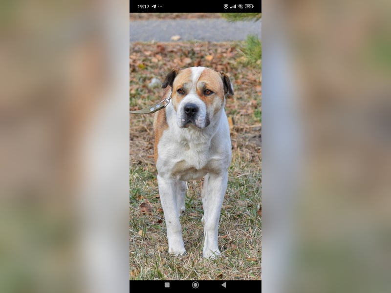 Boss - ein sanfter, treuer Hund sucht endlich wieder Liebe und Geborgenheit