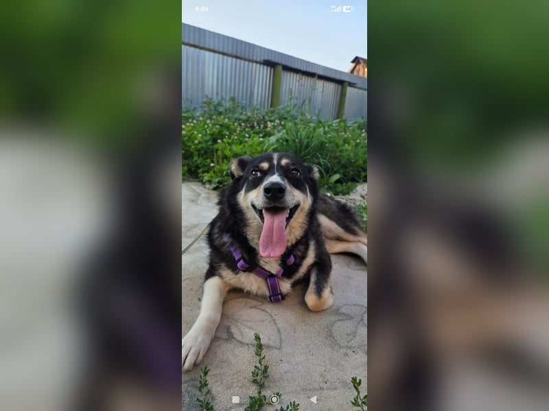 Maya sucht ihr Zuhause fürs Leben! 