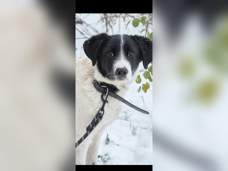 Bim- liebevoller jünger Rüde sucht seine Familie ❤️❤️❤️❤️