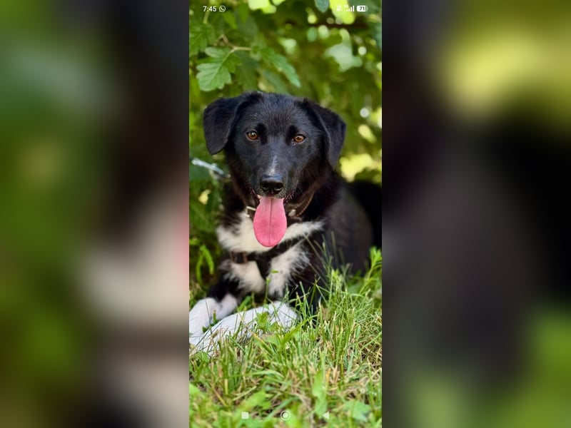 Bertha – eine junge Hündin mit einem bezaubernden Lächeln sucht ihr Für-immer-Zuhause❤️