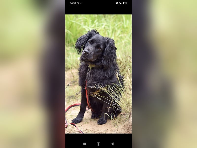 Antochka – ein besonderer Spaniel-Mischling sucht seine Familie ❤️
