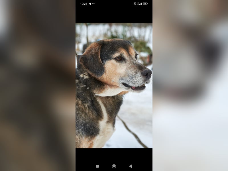 Rem sucht sein Für -immer -Zuhause ❤️