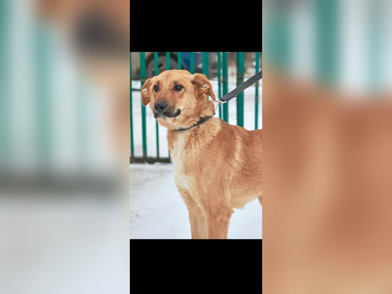 Sean sucht sein Für -immer -Zuhause ❤️❤️