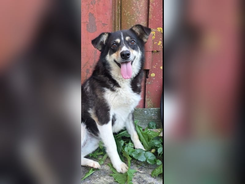Maya sucht ihr Zuhause fürs Leben! 
