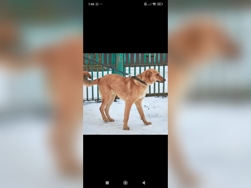 Sean sucht sein Für -immer -Zuhause ❤️❤️