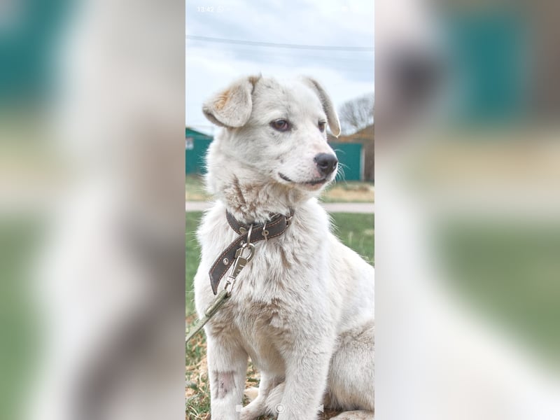 Sophie sucht ihr Für -immer -Zuhause ❤️❤️❤️