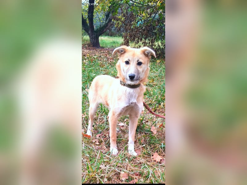 Vilma sucht ihr Für -immer -Zuhause ❤️