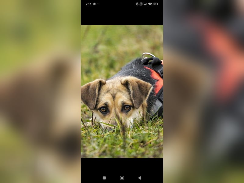 Luna - eine liebe, fröhliche junge Hündin sucht ihr Zuhause.