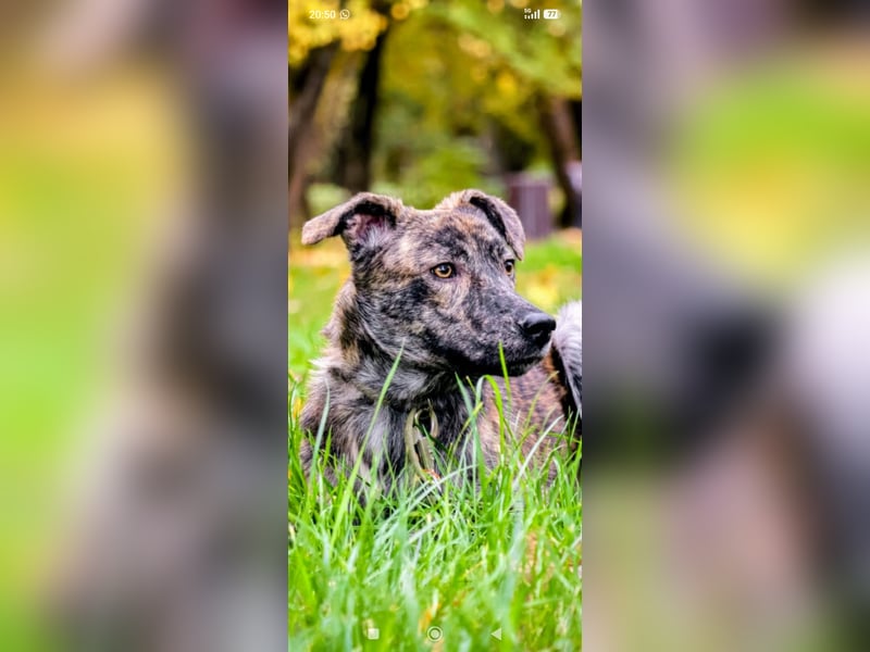 Garik sucht sein Für immer Zuhause ❤️❤️❤️