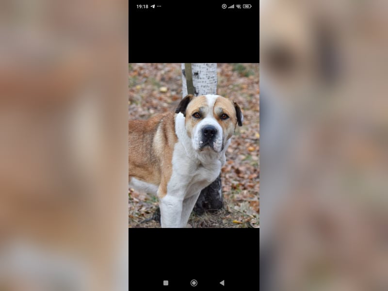 Boss - ein sanfter, treuer Hund sucht endlich wieder Liebe und Geborgenheit