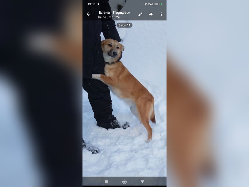 Vilma sucht ihr Für -immer -Zuhause ❤️