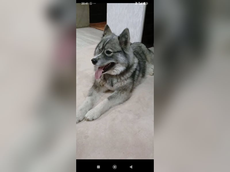 Foxy sucht ihr Für -immer -Zuhause ❤️❤️❤️