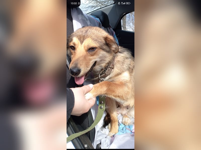 Kessy sucht ihr Für -immer -Zuhause ❤️❤️❤️