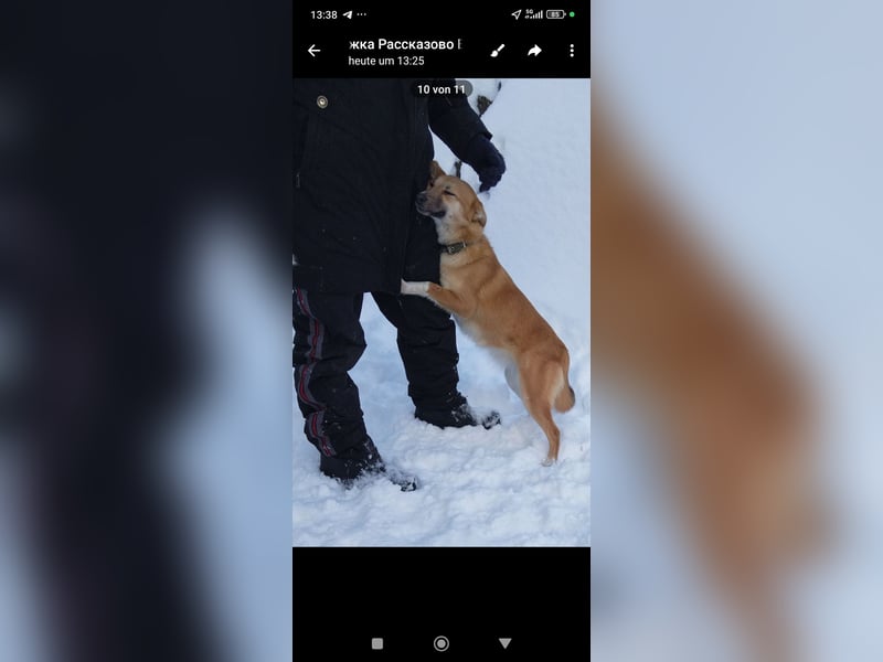 Vilma sucht ihr Für -immer -Zuhause ❤️