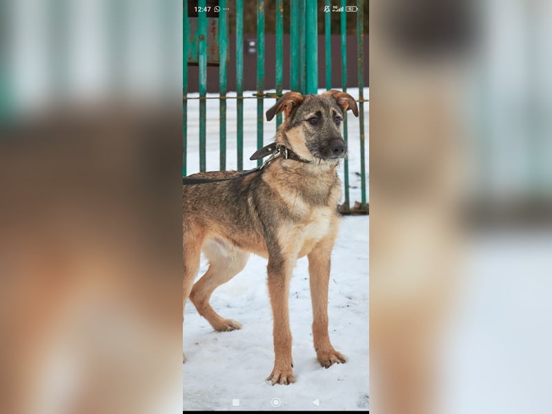 Marcel sucht sein Für -immer -Zuhause ❤️❤️❤️