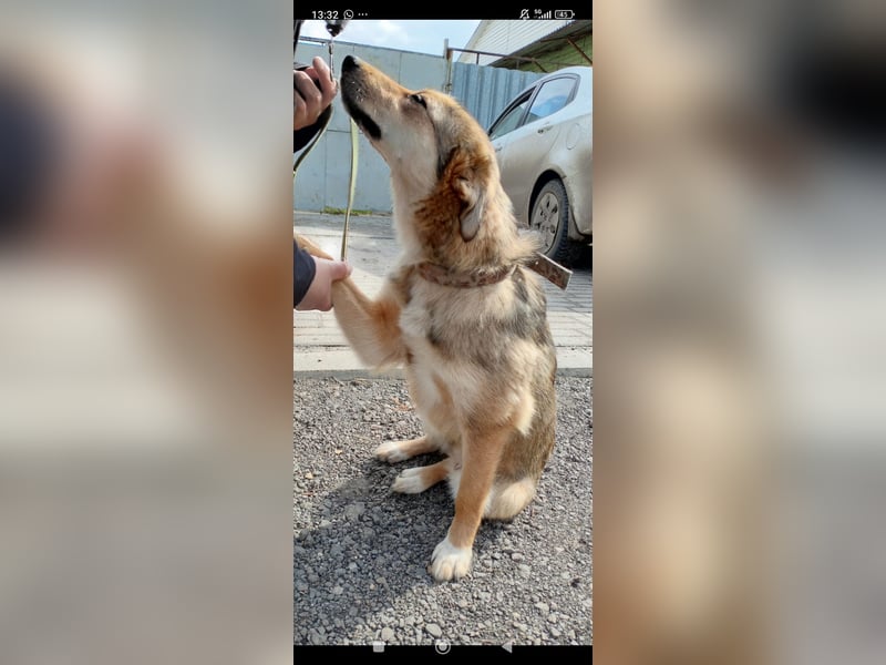 Kessy sucht ihr Für -immer -Zuhause ❤️❤️❤️