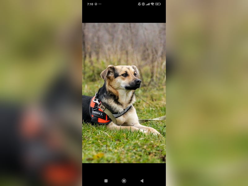 Luna - eine liebe, fröhliche junge Hündin sucht ihr Zuhause.