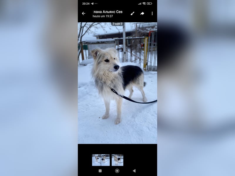 Wally sucht sein Für -immer -Zuhause ❤️❤️❤️❤️