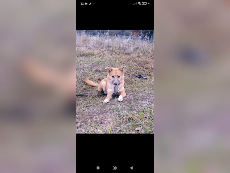 Vilma sucht ihr Für -immer -Zuhause ❤️