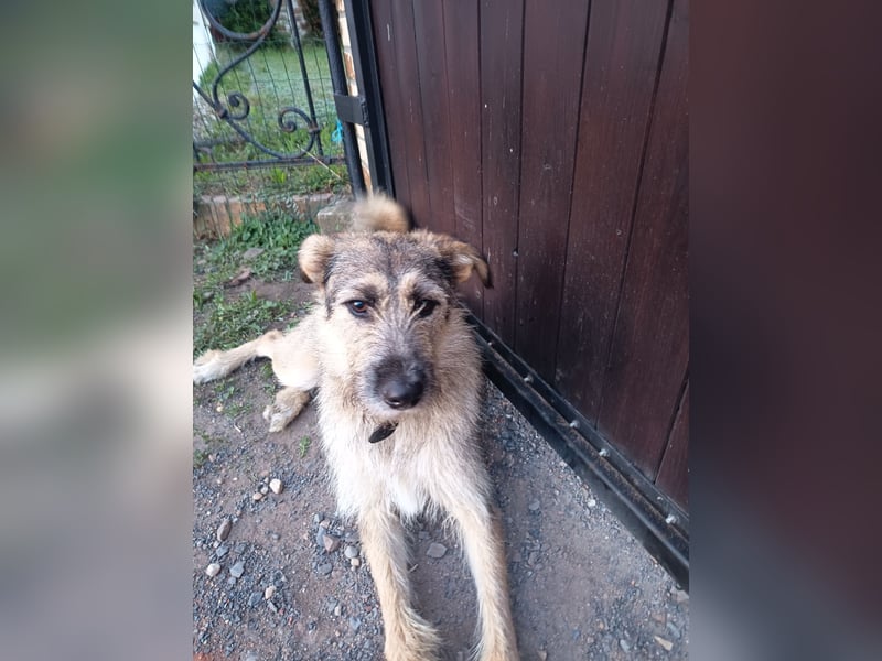 Marcel sucht sein Für -immer -Zuhause ❤️❤️❤️