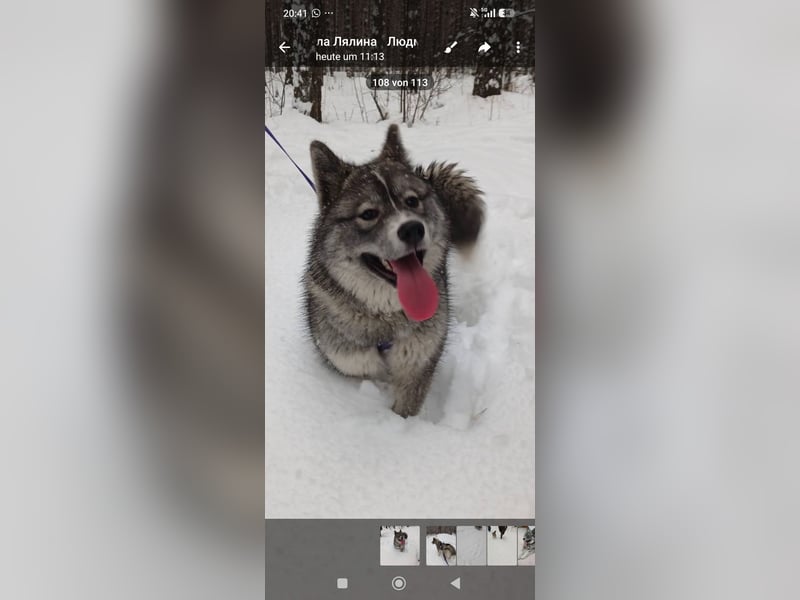 Foxy sucht ihr Für -immer -Zuhause ❤️❤️❤️
