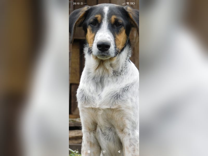 Stella- eine  junge Hündin sucht ihr Für - immer - Zuhause.