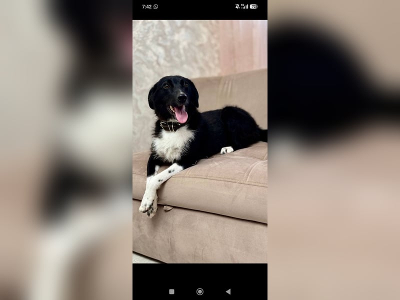 Bertha – eine junge Hündin mit einem bezaubernden Lächeln sucht ihr Für-immer-Zuhause❤️