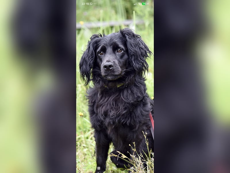Antochka – ein besonderer Spaniel-Mischling sucht seine Familie ❤️