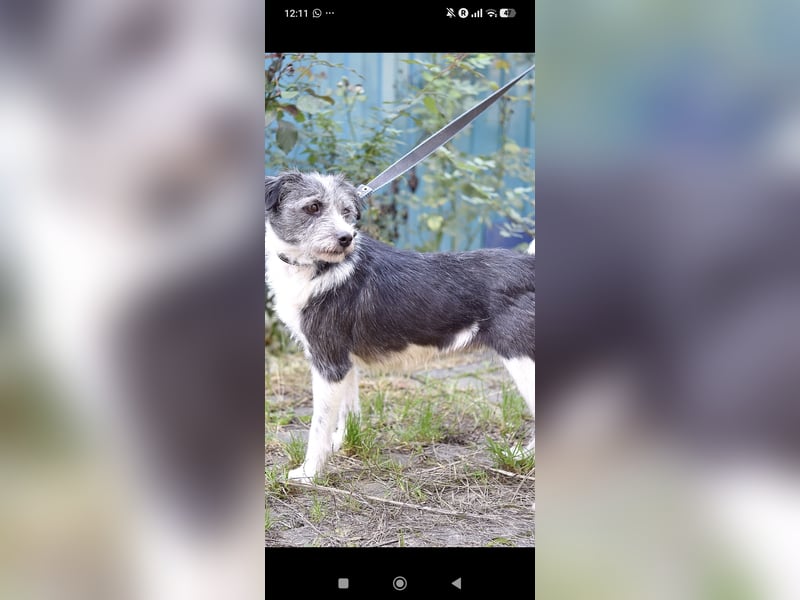 Vikky  sucht ihr Für -immer -Zuhause ❤️