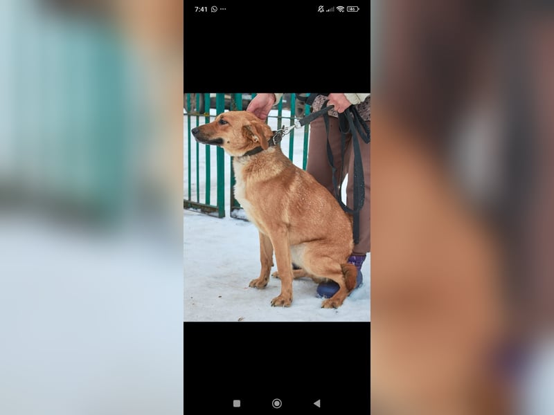 Sean sucht sein Für -immer -Zuhause ❤️❤️