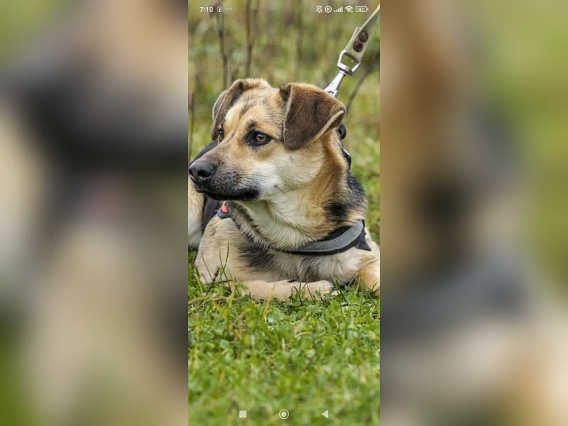 Luna - eine liebe, fröhliche junge Hündin sucht ihr Zuhause.