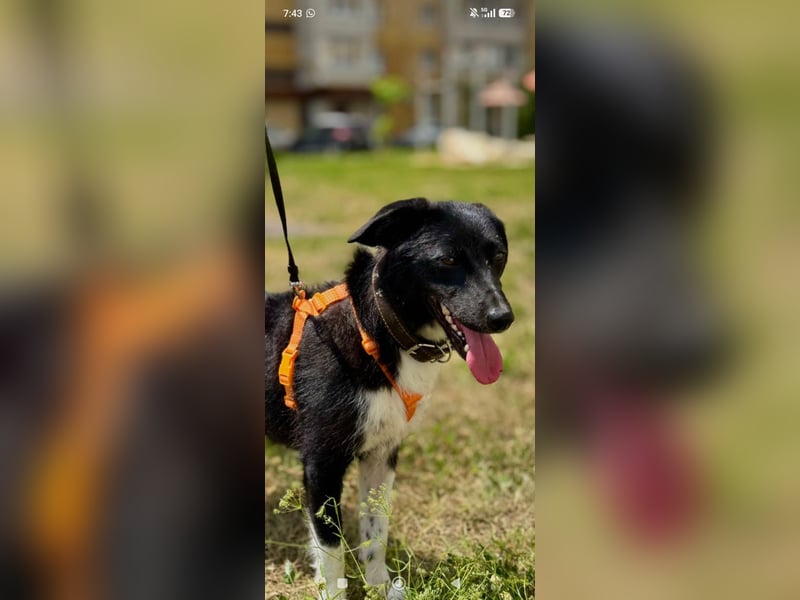 Bertha – eine junge Hündin mit einem bezaubernden Lächeln sucht ihr Für-immer-Zuhause❤️