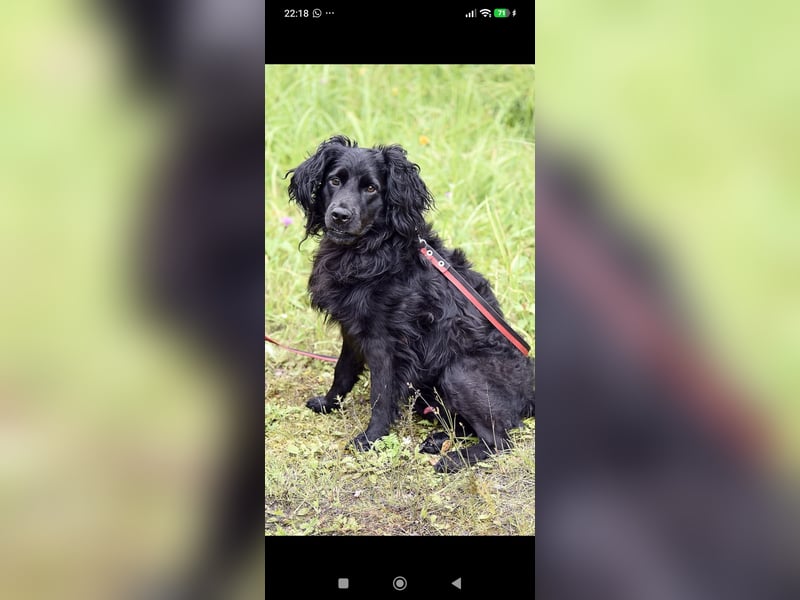 Antochka – ein besonderer Spaniel-Mischling sucht seine Familie ❤️