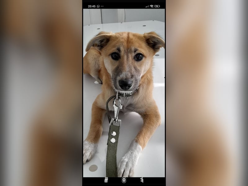 Vilma sucht ihr Für -immer -Zuhause ❤️