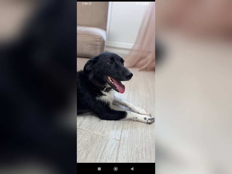 Bertha – eine junge Hündin mit einem bezaubernden Lächeln sucht ihr Für-immer-Zuhause❤️
