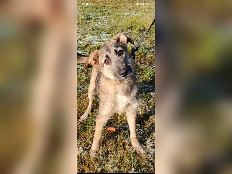 Marcel sucht sein Für -immer -Zuhause ❤️❤️❤️