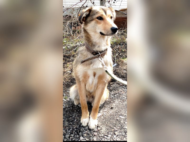 Kessy sucht ihr Für -immer -Zuhause ❤️❤️❤️