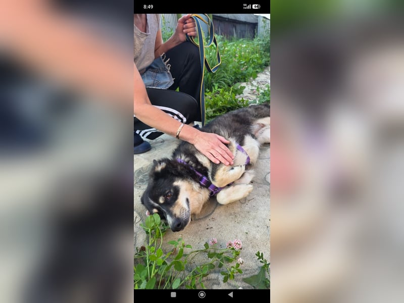 Maya sucht ihr Zuhause fürs Leben! 