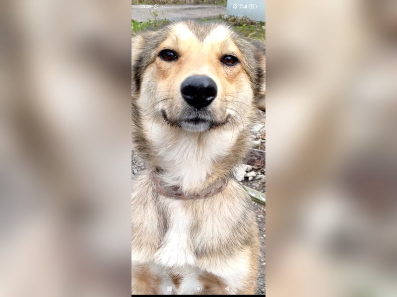 Kessy sucht ihr Für -immer -Zuhause ❤️❤️❤️