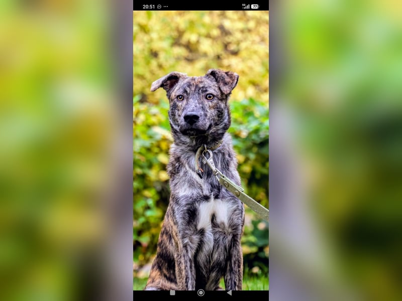 Garik sucht sein Für immer Zuhause ❤️❤️❤️