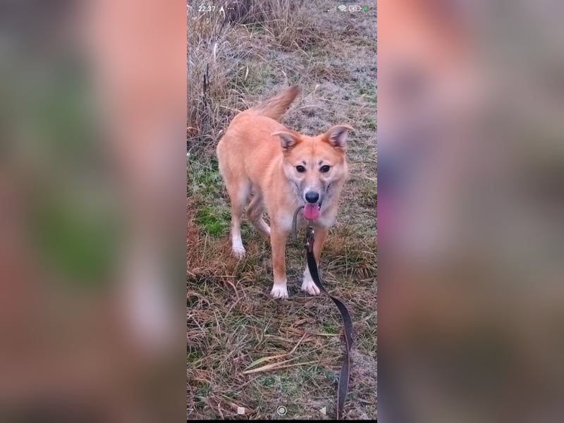 Vilma sucht ihr Für -immer -Zuhause ❤️