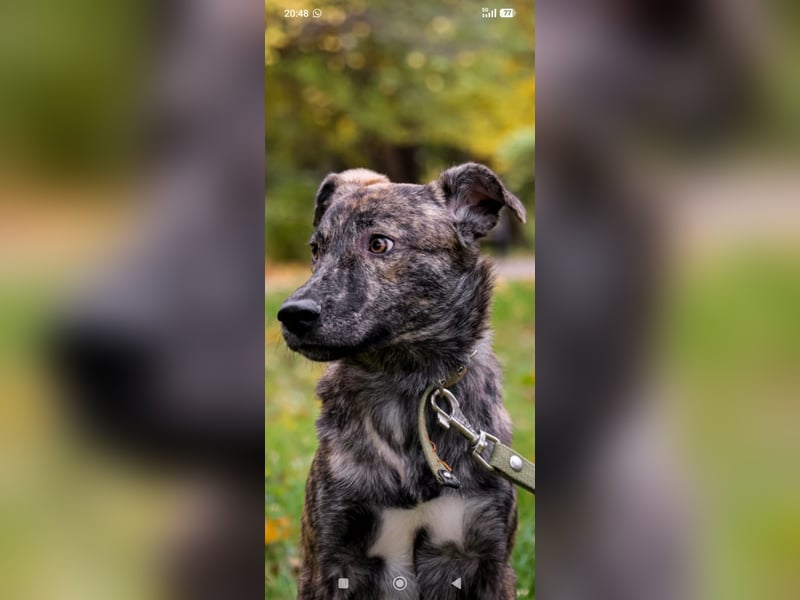 Garik sucht sein Für immer Zuhause ❤️❤️❤️