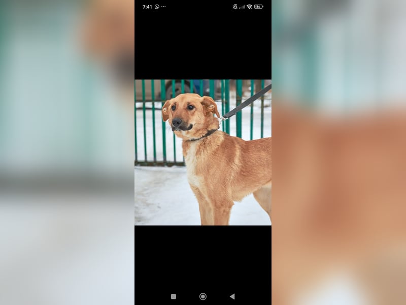 Sean sucht sein Für -immer -Zuhause ❤️❤️