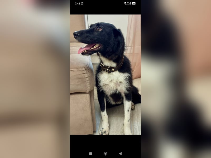 Bertha – eine junge Hündin mit einem bezaubernden Lächeln sucht ihr Für-immer-Zuhause❤️