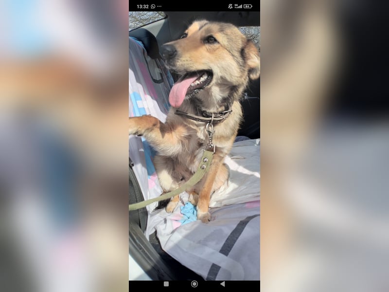 Kessy sucht ihr Für -immer -Zuhause ❤️❤️❤️