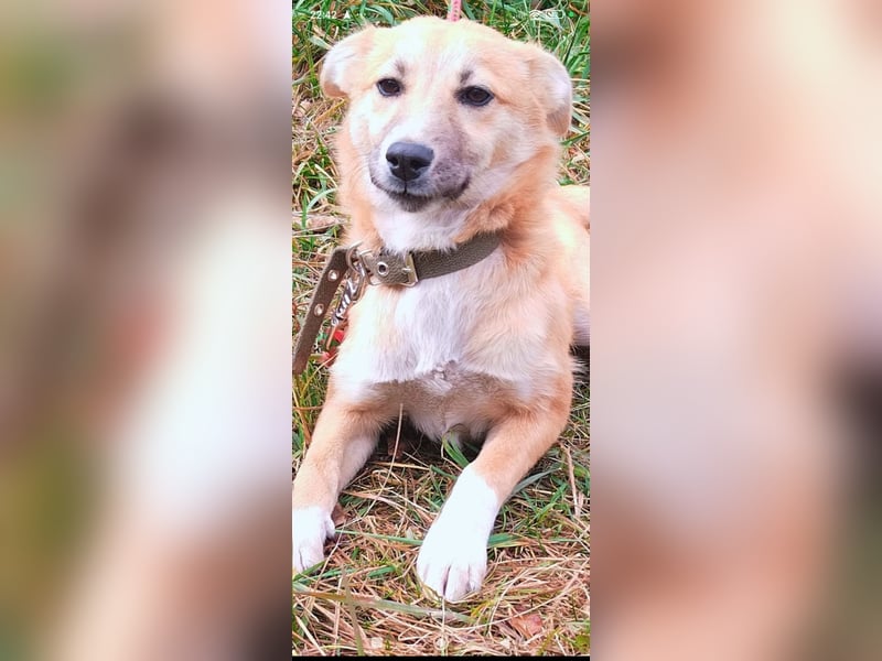 Vilma sucht ihr Für -immer -Zuhause ❤️