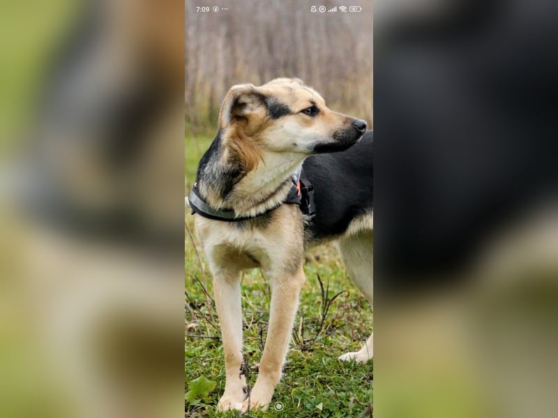 Luna - eine liebe, fröhliche junge Hündin sucht ihr Zuhause.